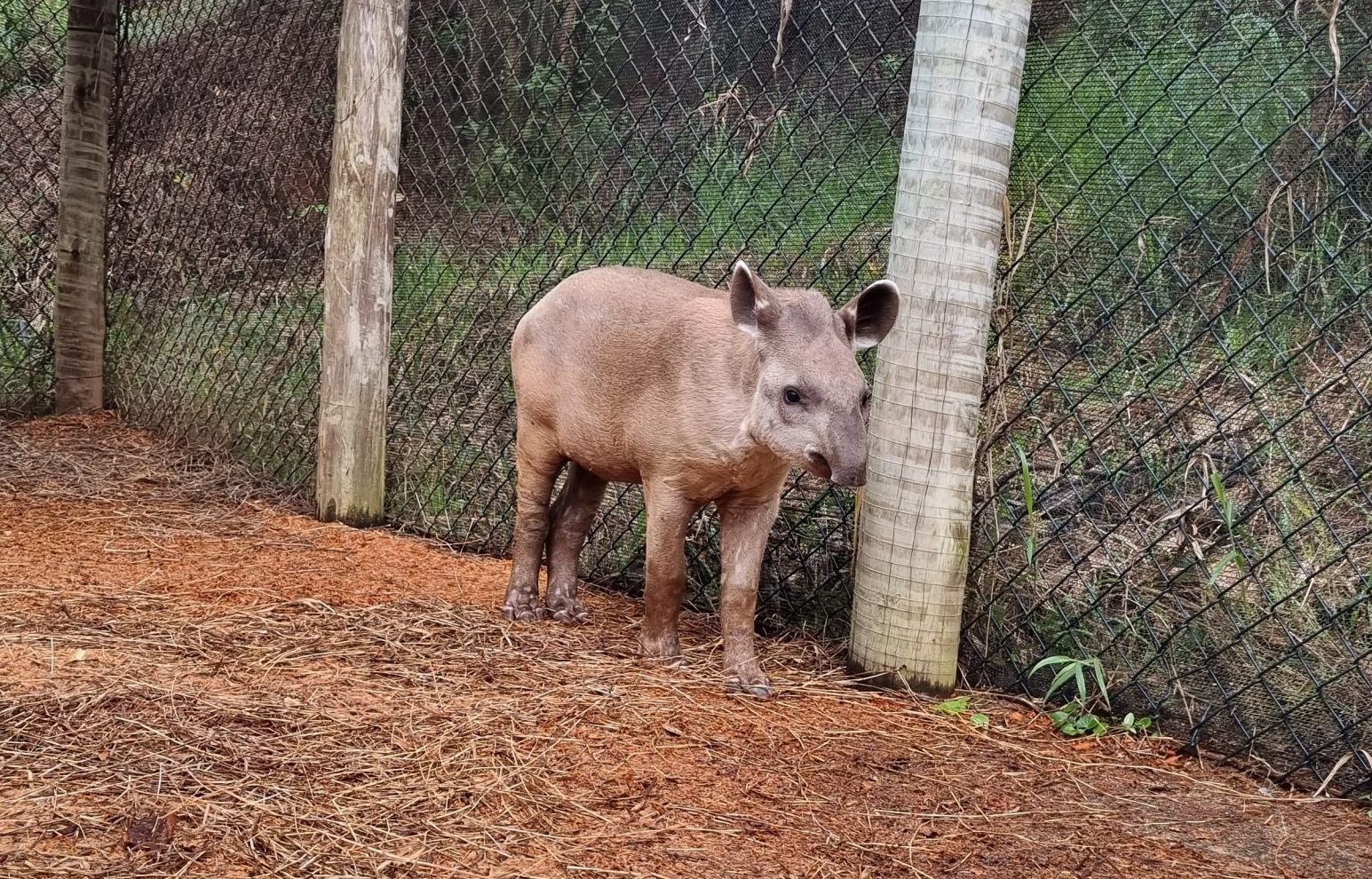 Anta em Ibitipoca: Bambu, novo habitante do Ibiti