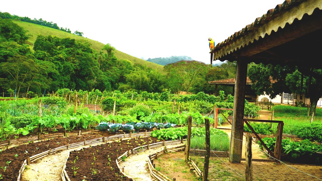 Gaia Terroá: variedade de ingredientes frescos produzidos com manejo orgânico