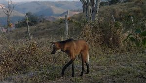 Maned wolf in Ibiti - Areião