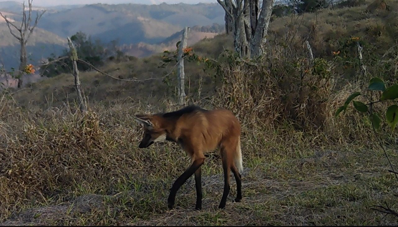 Lobo-guará no Ibiti - Areião
